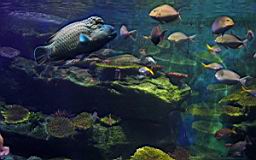 Siam Ocean World Bangkok_3262.JPG